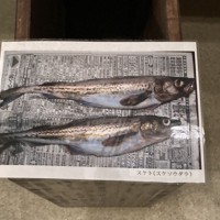 佐渡（スケト）の地名から名前が付いた説があるスケトウダラ（スケソウダラ）＝佐渡市の両津郷土博物館で2024年11月、中津川甫撮影