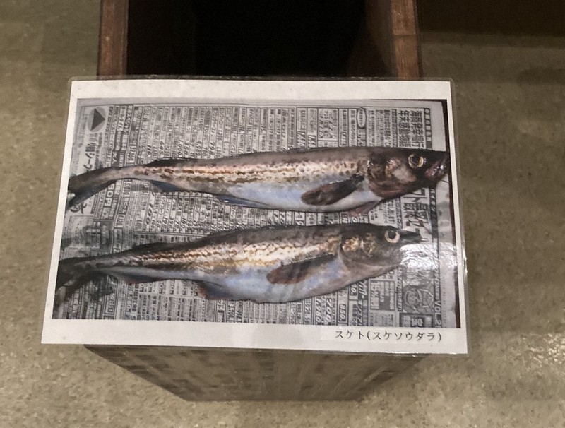 佐渡（スケト）の地名から名前が付いた説があるスケトウダラ（スケソウダラ）＝佐渡市の両津郷土博物館で2024年11月、中津川甫撮影
