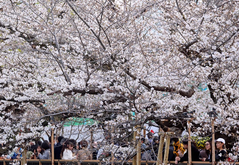東京都心で桜満開 平年より1日早く | 毎日新聞