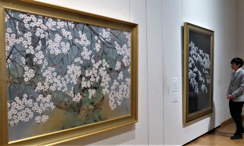 桜の日本画、趣深く 万葉文化館 花の万博出品作展示 明日香 ／奈良