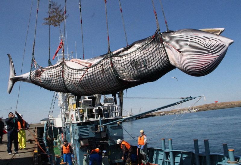 商業捕鯨のミンククジラを初水揚げ 「生食がお勧め」 根室海峡 | 毎日新聞