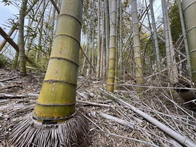 暮らしの中の科学：「目で見えるほどのスピード」で伸びるタケ 成長の