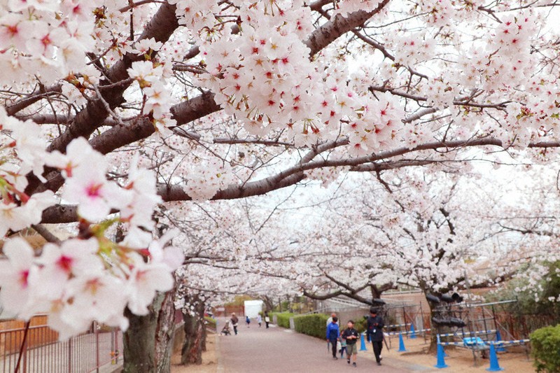 最安値 ほっとできる清楚な幼なじみ 園池 桜子 SSP 笑顔も満開 王子動物園の桜 ／兵庫 | 毎日新聞