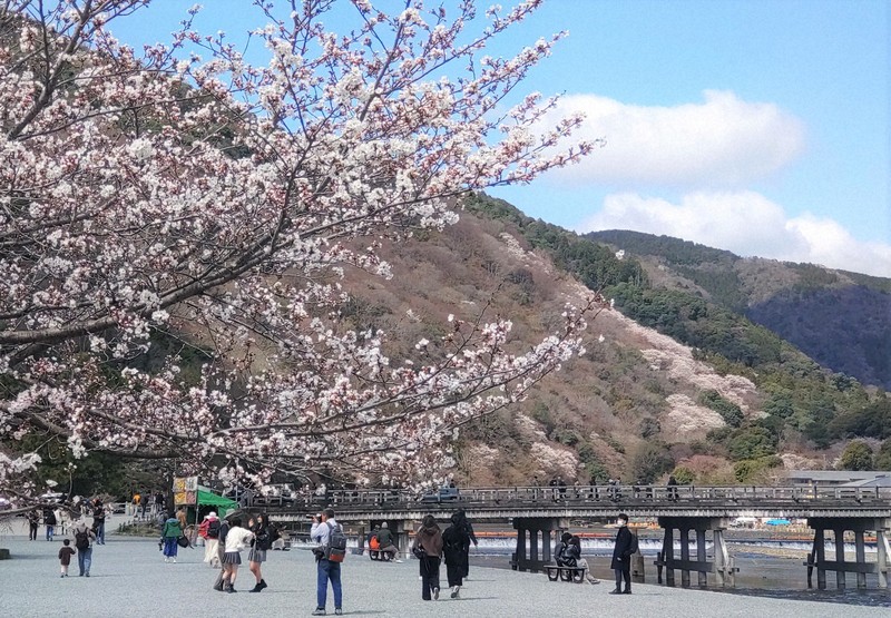 京都・嵐山公園で桜が見ごろ 桂川右岸の斜面にはヤマザクラも