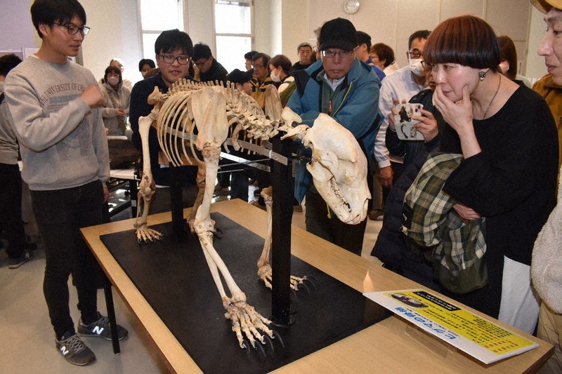 網走産ヒグマ本物の骨 約38cm 網走産ヒグマ本物の骨 約38cm