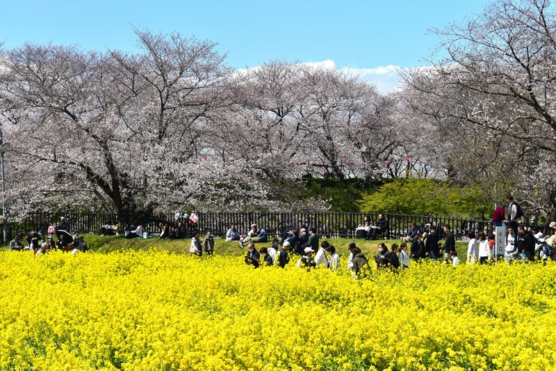 ピンクと黄色のコントラスト 埼玉の権現堂桜堤で桜と菜の花見