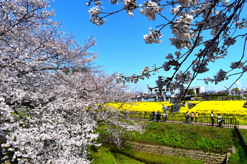 ピンクと黄色のコントラスト 埼玉の権現堂桜堤で桜と菜の花見ごろ