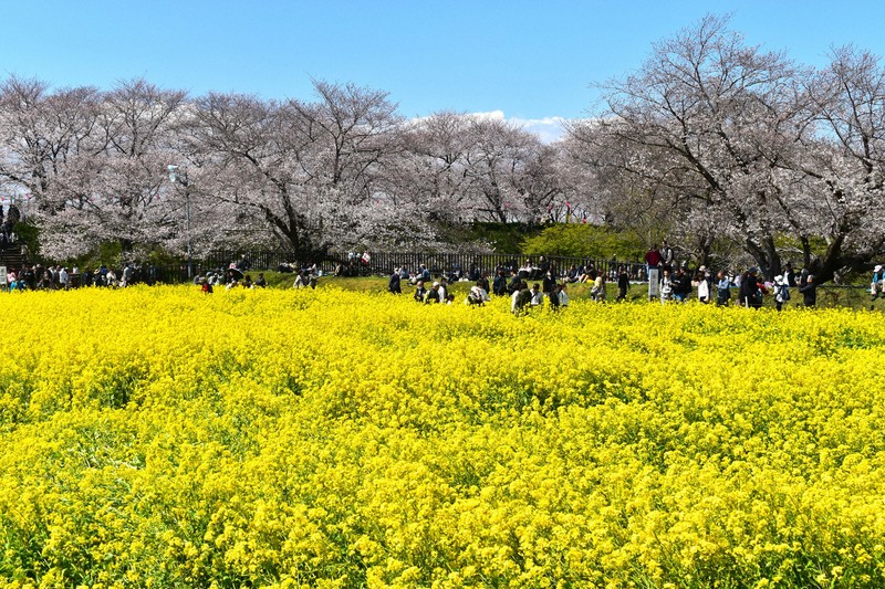 ピンクと黄色のコントラスト 埼玉の権現堂桜堤で桜と菜の花見ごろ