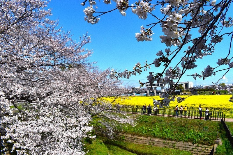 ピンクと黄色、春コラボ 幸手 ／埼玉 | 毎日新聞