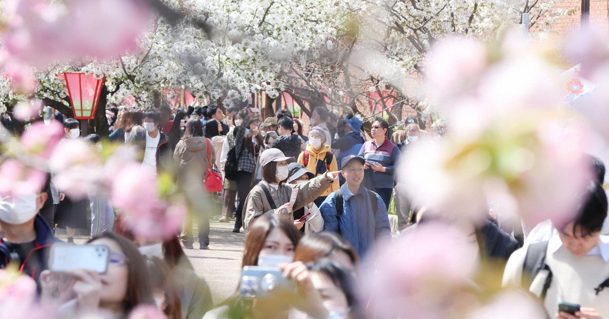 桜の通り抜け2023年記念金メダルを最高額相場で売るならディアス
