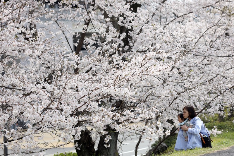 白桜 桜満開、花見客でにぎわう平和記念公園 [写真特集1/11] | 毎日新聞