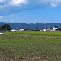 苗が育つ水田（奥）と、かつての水田の一部（手前）を転作で畑地化した風景が広がる夏の農村＝茨城県で2024年7月、寺田剛撮影（再生協の地域とは関係がありません）
