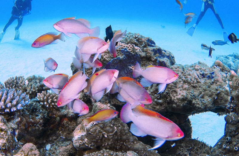 水中写真連載 So Blue：まさに竜宮城 「マスダ岩」で優雅に舞い踊る