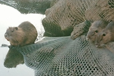 親子とみられるヌートリア＝奈良県王寺町の大和川で2020年10月、熊谷仁志撮影