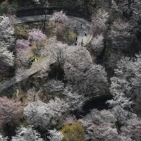 山包む淡いピンク 吉野の桜が見ごろに [写真特集3/7] | 毎日新聞