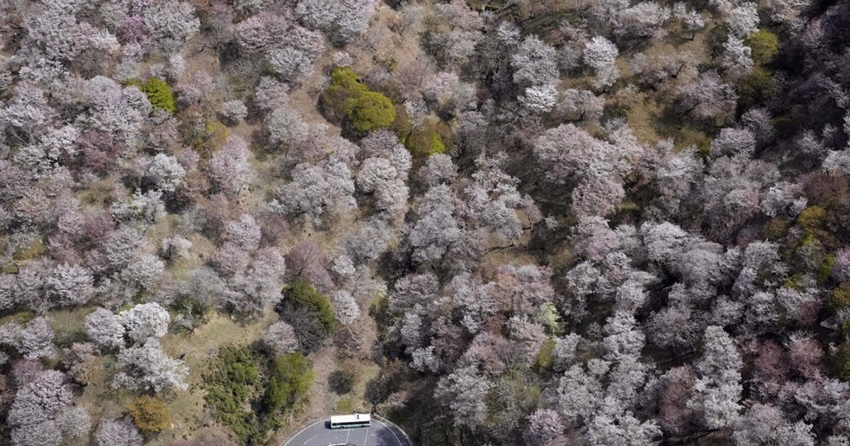吉野山、染まる桜色 | 毎日新聞