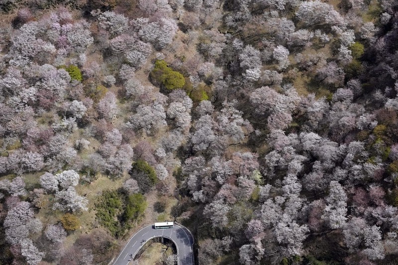 乾山写吉野桜向付7客 吉野山、染まる桜色 | 毎日新聞