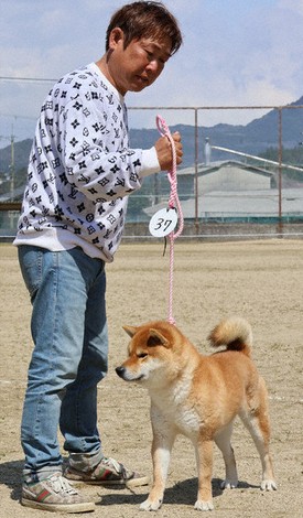毎日体の水拭きも…近畿の64頭「日本犬らしさ」競う 最高賞に3頭 | 毎日新聞