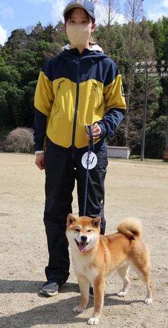 日本犬 ZXK 1:6 スケール日本の秋田犬ペットフィギュア癒し動物コレクター