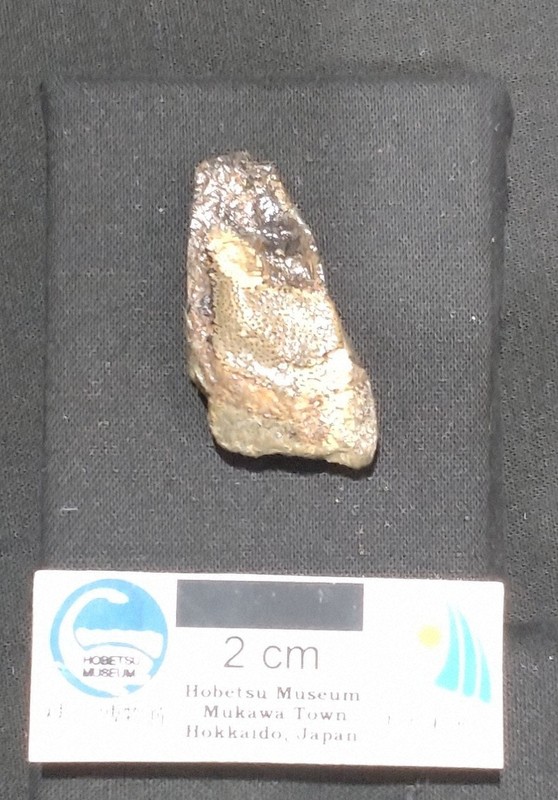 ゾウギンザメの化石、新種と判明 7200万年前の地層発掘 北海道 | 毎日新聞