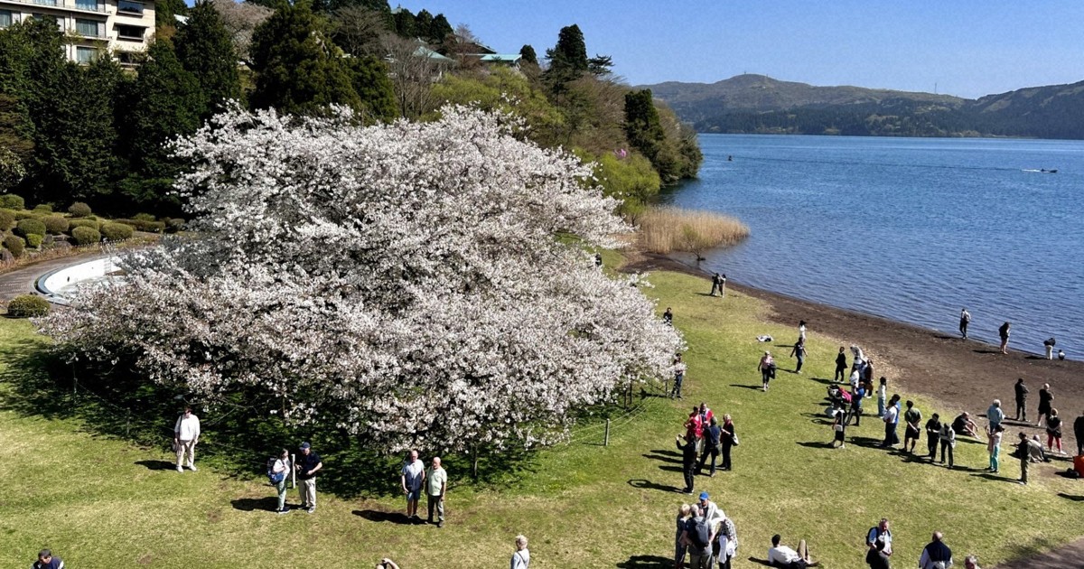 食べられるアートに幻想的な夜桜〝五感〟で楽しむ箱根の春巡りとは