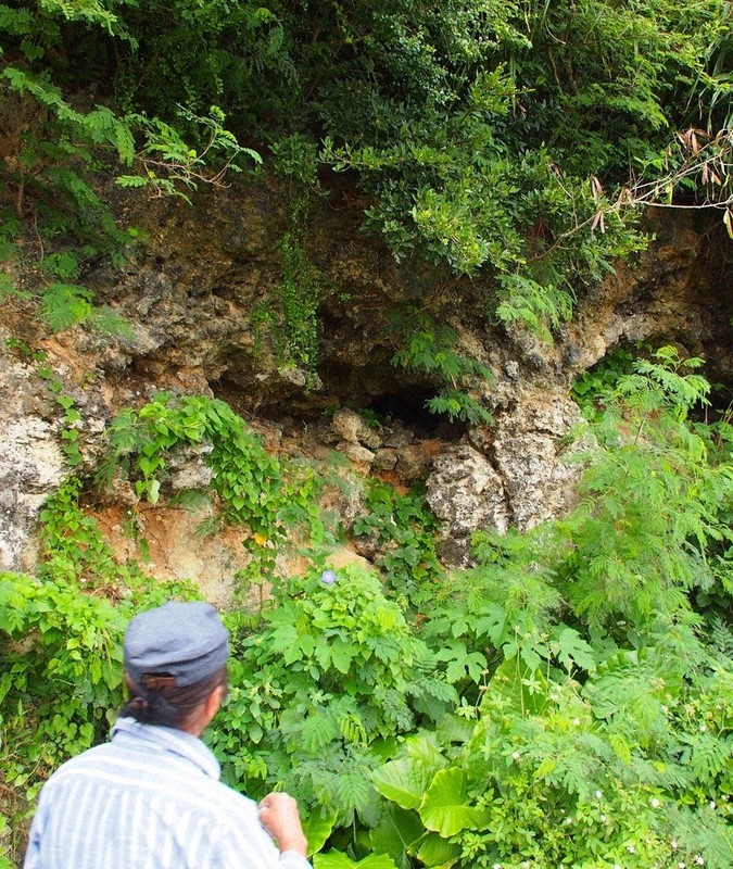 断崖に口を開けた風葬墓。周囲にギンネムも生い茂る＝沖縄県・宮古島で