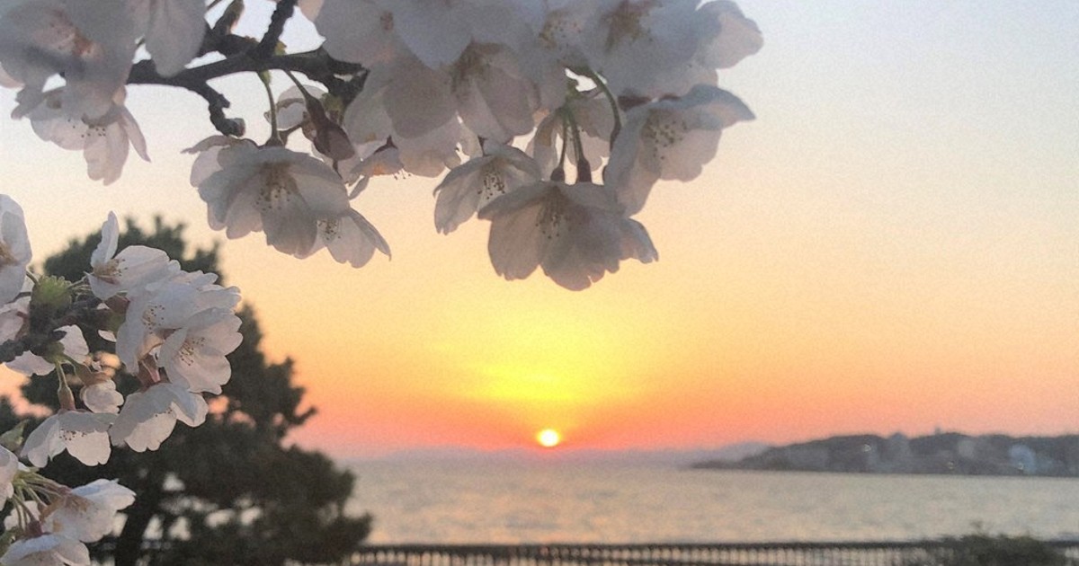 夕暮れ桜 望む宍道湖 松江 白潟公園 ／島根 | 毎日新聞