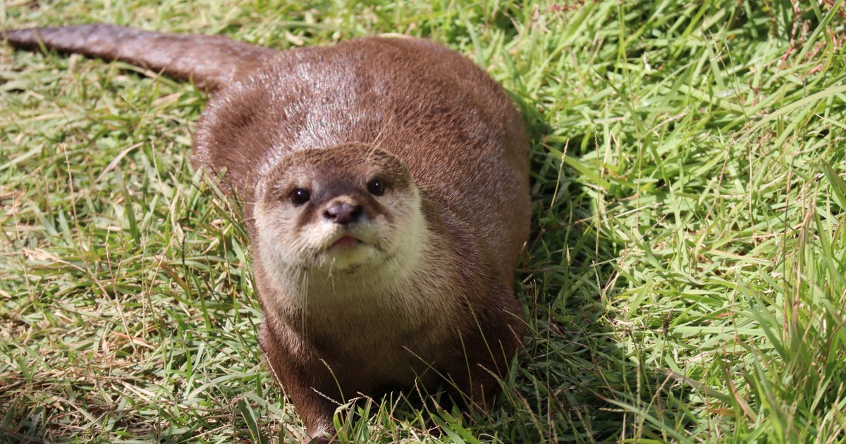 ペットで人気のコツメカワウソ 密猟多発地が由来のDNAも 京都大 | 毎日新聞