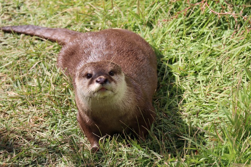 高品質！ カナダカワウソの毛皮 1点もの ペットで人気の
