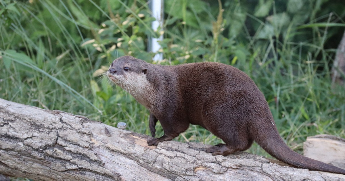 ペットで人気のコツメカワウソ 密猟多発地が由来のDNAも 京都大 [写真