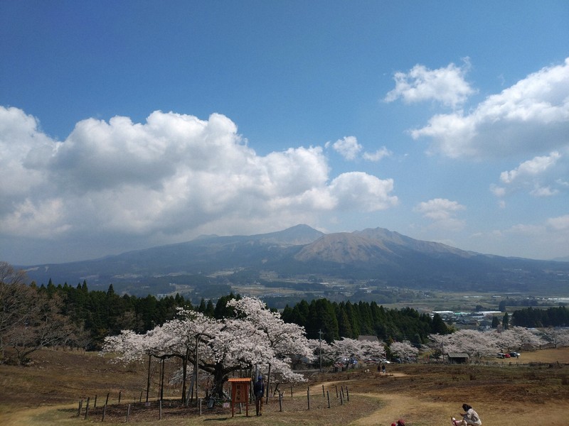 カルデラに熊本城… 地震から9年、被災地の桜巡り 地域に希望 | 毎日新聞