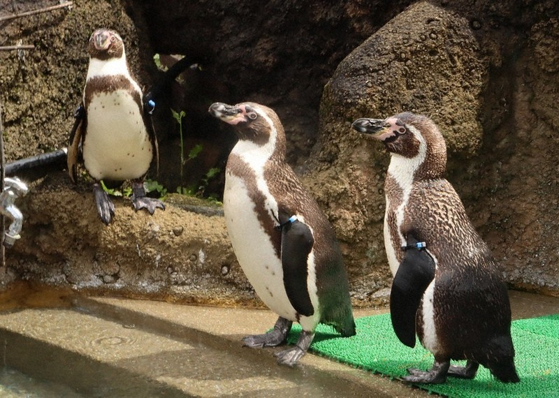 ペンギン3羽仲間入り 広島・安佐動物公園 ／広島 | 毎日新聞