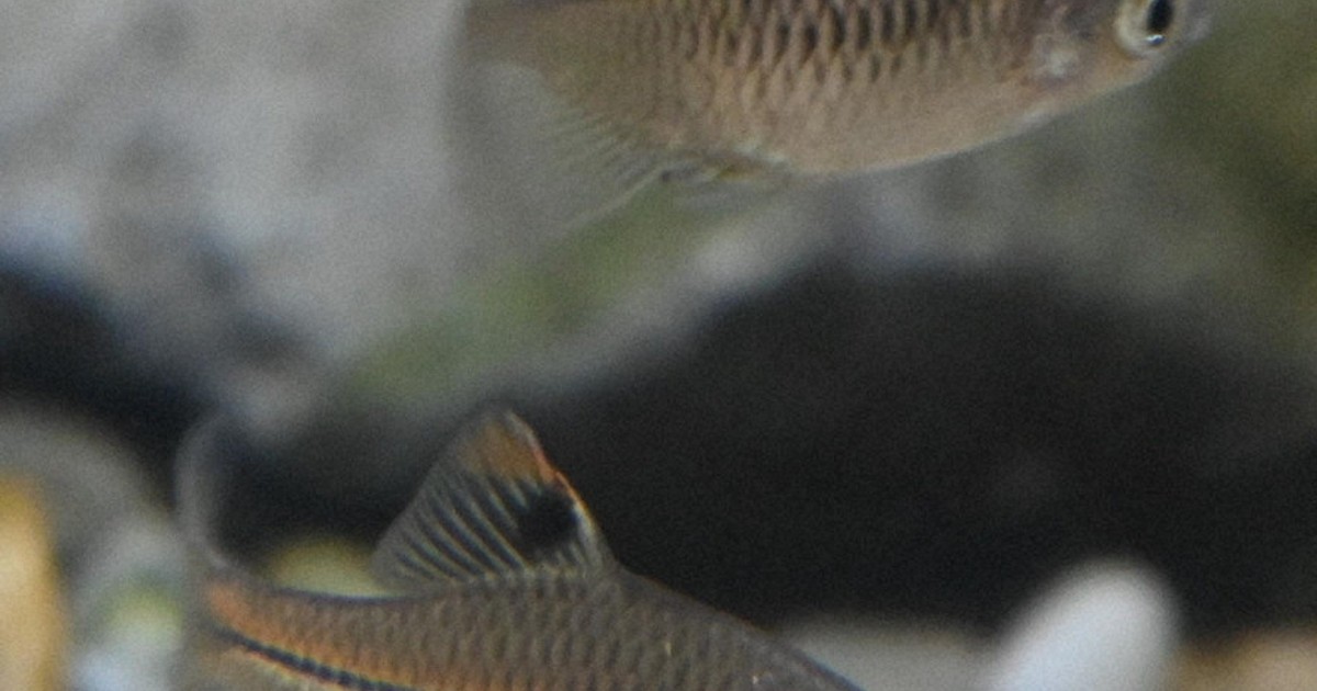 絶滅危惧種 カゼトゲタナゴ 国内最小の「タナゴ」間近で 長崎ペンギン