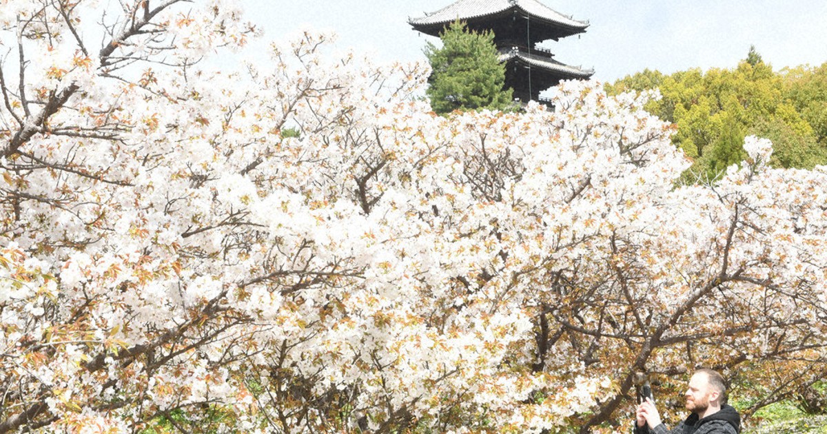 目前に花 御室桜見ごろ 仁和寺 ／京都 | 毎日新聞
