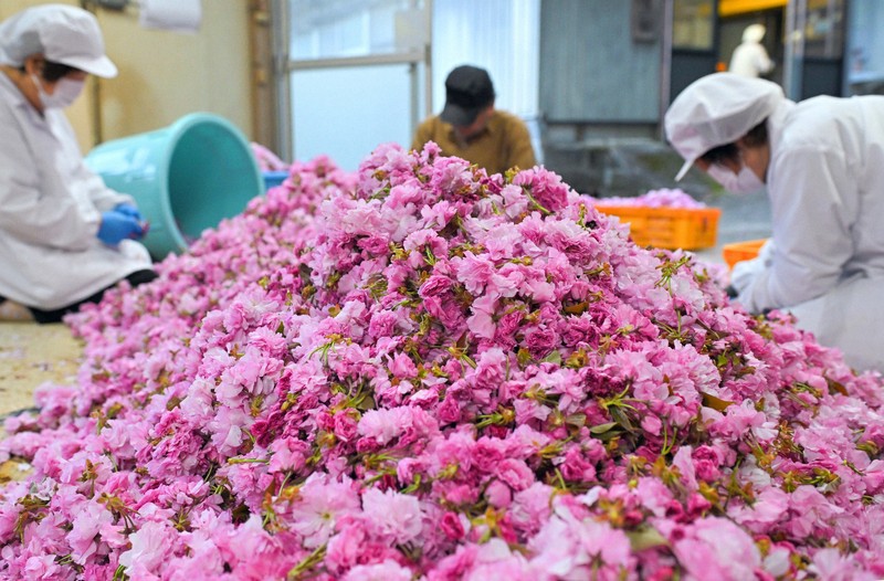 食卓彩るピンク 食べる春 「桜漬け」作り最盛期 神奈川・秦野 | 毎日新聞