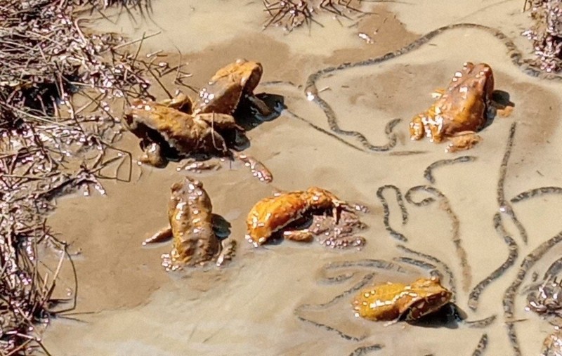 ヒキガエルの産卵撮影 綾部・辻さん 「蛙合戦」目撃 ／京都 | 毎日新聞