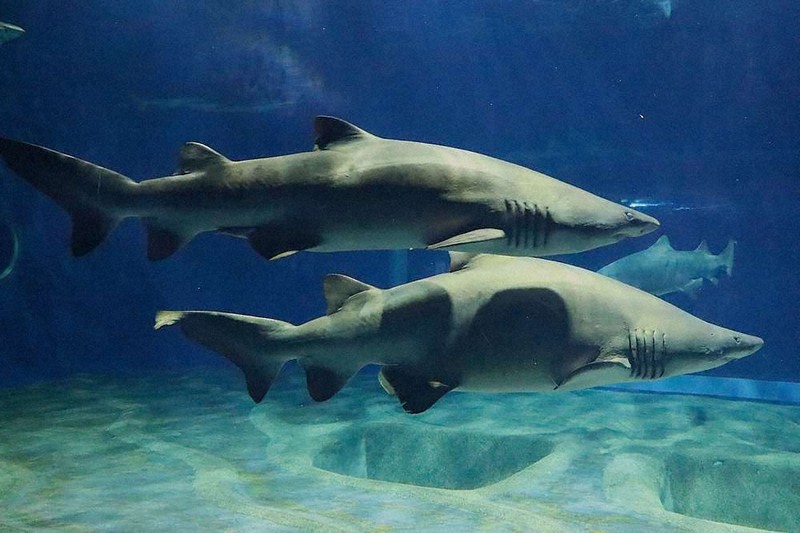 茨城県の「へー」 陸にサメで快挙の水族館、海にはカジキ釣りの名所