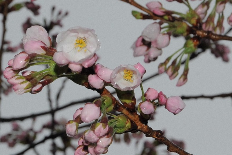 北海道で桜開花 松前町、平年より7日早く 23日からGWが見ごろ | 毎日新聞
