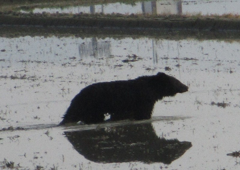 住宅街でクマに襲われる 60歳女性が腰の骨折るけが 滋賀・長浜 | 毎日新聞