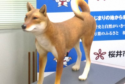 桜井市が愛称を募集している復元模型「纒向犬（仮称）」。卑弥呼の王宮とみられる大型建物近くの溝から出土した犬の全身骨格から復元した。1歳半ぐらいの雌とみられ、四国犬より華奢な体形だ＝桜井市役所で2025年4月22日午前9時44分、皆木成実撮影
