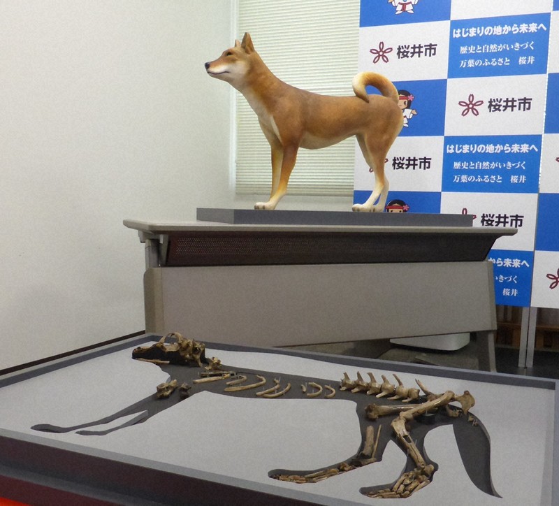 卑弥呼の飼い犬? 纒向遺跡から骨、復元模型の愛称募集 奈良 | 毎日新聞