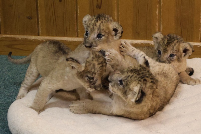 かわいくってどうしよう ライオンの四つ子公開 富士サファリパーク
