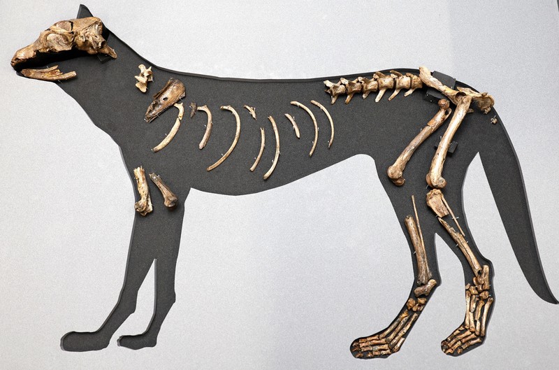 卑弥呼の愛犬？古墳時代初頭の犬の復元模型を作成 [写真特集1/6