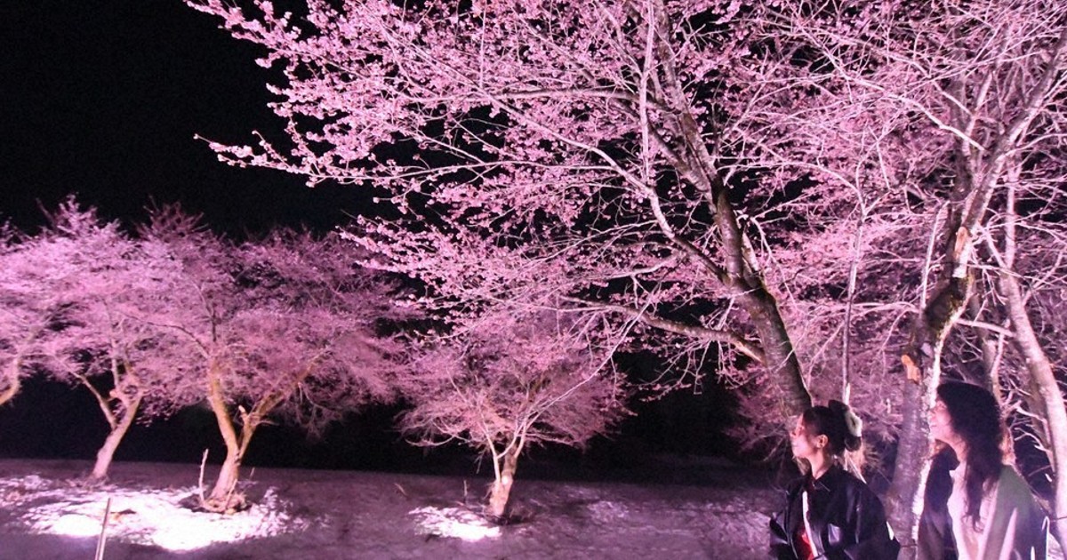 桜、残雪に輝く 25日まで 新潟・魚沼でまつり ／長野 | 毎日新聞