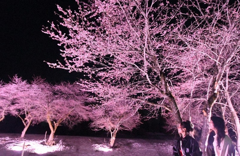 桜、残雪に輝く 25日まで 新潟・魚沼でまつり ／長野 | 毎日新聞