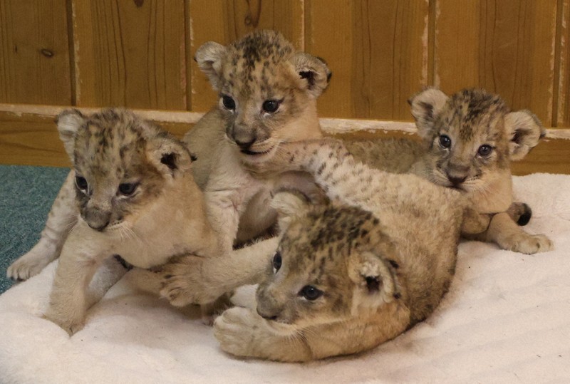 かわいくってどうしよう ライオンの四つ子公開 富士サファリパーク