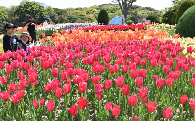 チューリップやネモフィラ見ごろ 北九州の「グリーンパーク」 | 毎日新聞