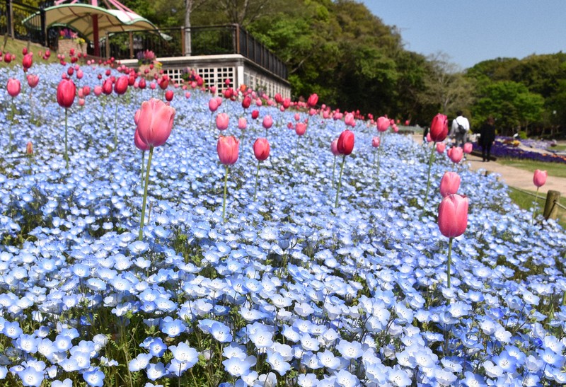 チューリップやネモフィラ見ごろ 北九州の「グリーンパーク」 | 毎日新聞 チューリップやネモフィラ見ごろ 北九州の「グリーンパーク」 | 毎日新聞