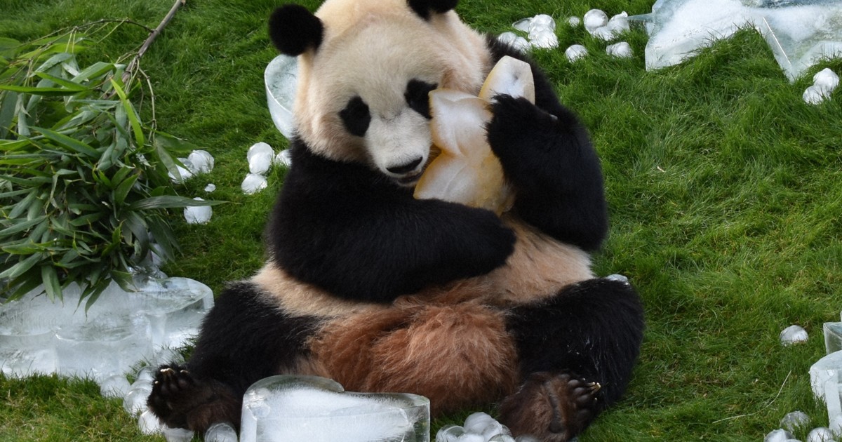 アドベンチャーワールド　本　パンダ HELLO PANDA | 小澤千一朗 |本 | 通販 | Amazon