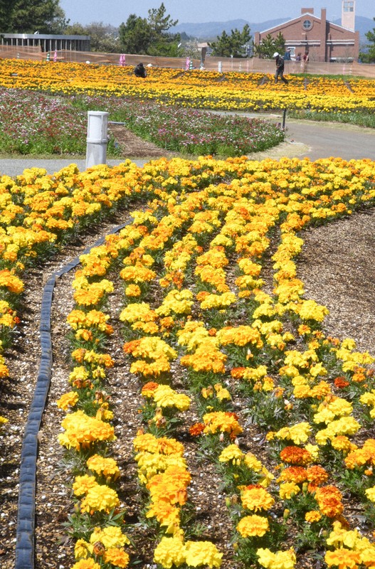中国地方最大級の花畑、きょうオープン 山口きらら博記念公園 [写真